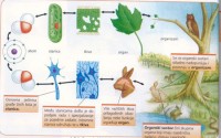 biologija_140413